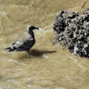 Meet your Posher, Saul